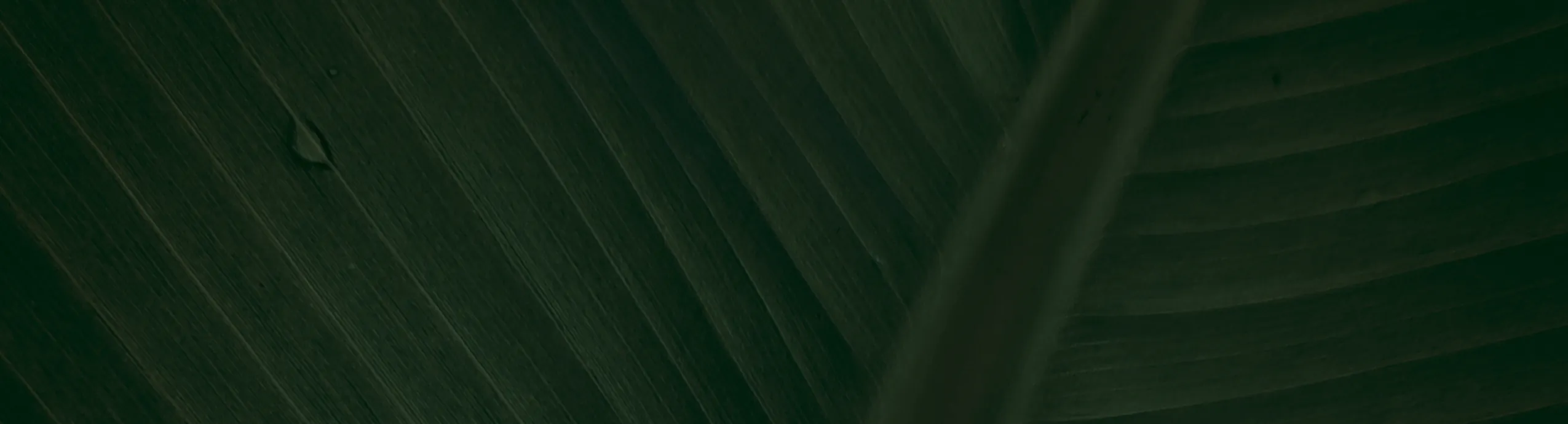 hero-image_optimized